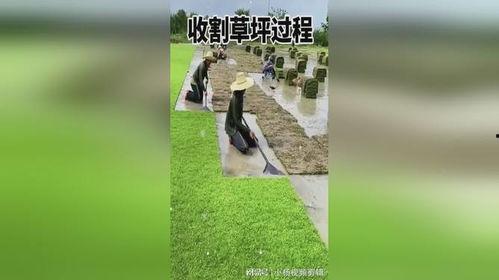 割草坪视频,轻松掌握草坪修剪技巧