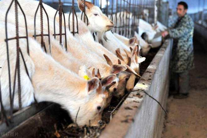羊介绍视频,探寻羊的品种、习性及养殖奥秘